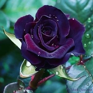 Meet your Posher, Anas